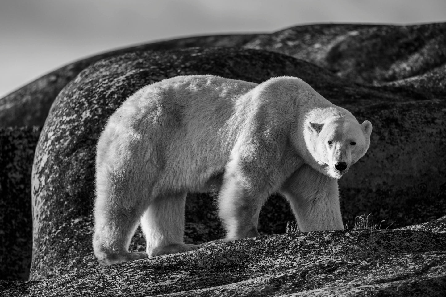 Natural Wonder B&W