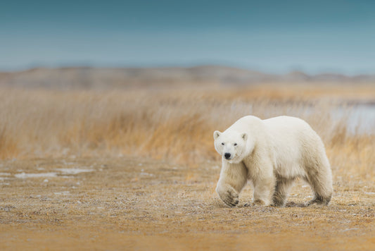 Autumn in the Arctic