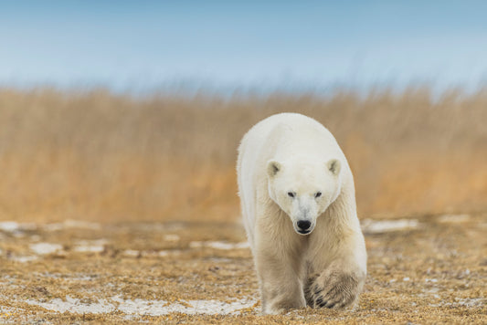 Autumn in the Arctic II