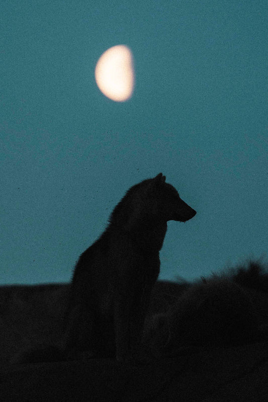 Howl at the Moon