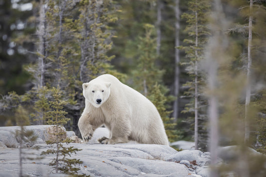 Boreal Bear