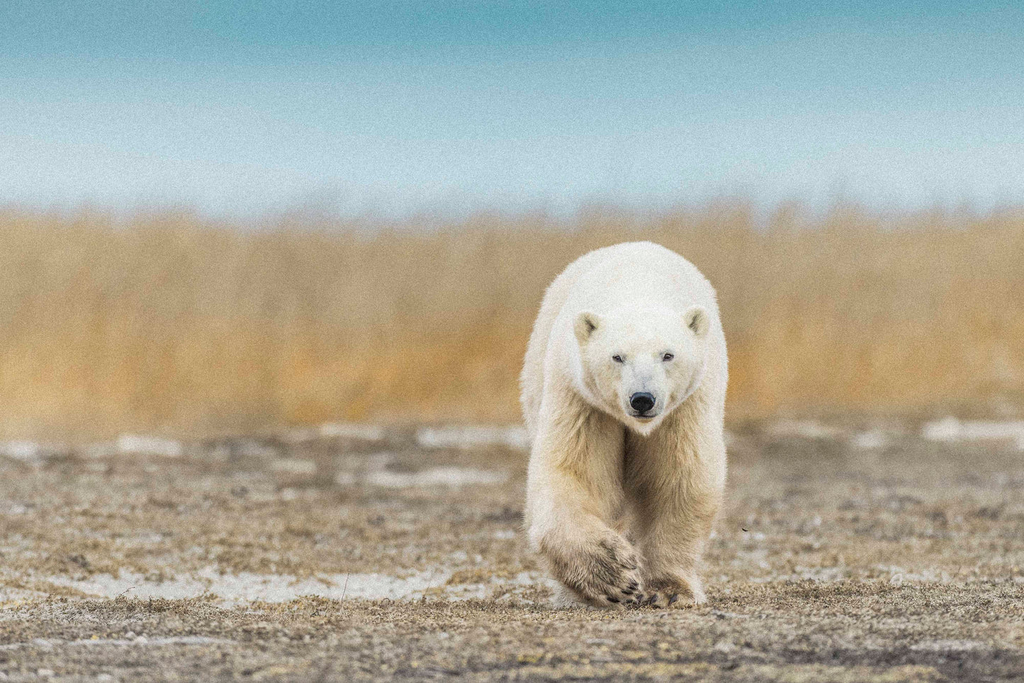 Autumn in the Arctic III (High Grain)