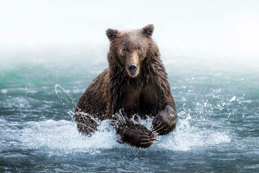 The Klahoose Bear - Colour