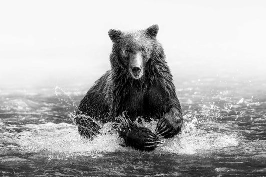 The Klahoose Bear - B&W