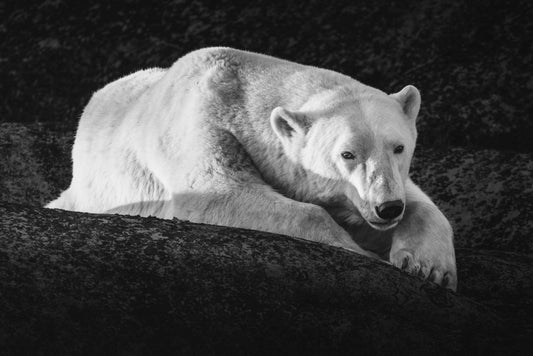 Last Light Portrait Black and White